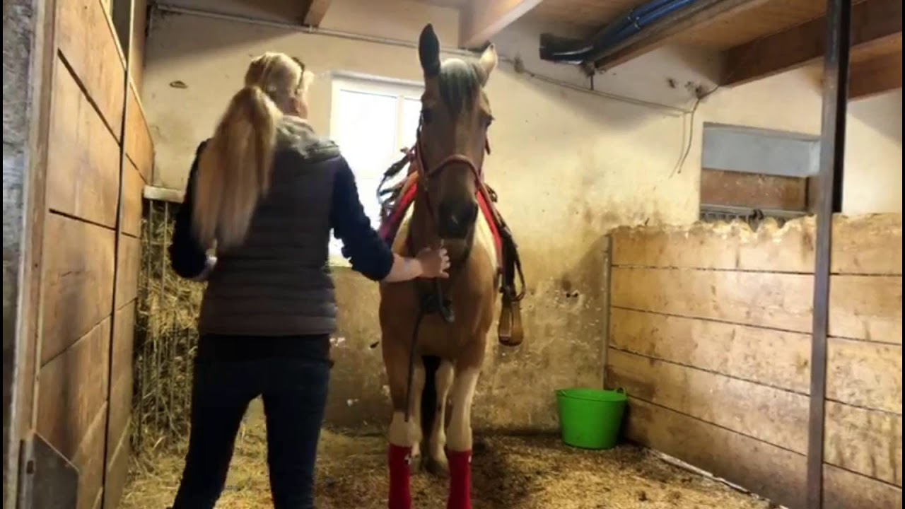 MUSTANG MAKEOVER 2018 Team Yvonne (TAG 4227) - Update 3