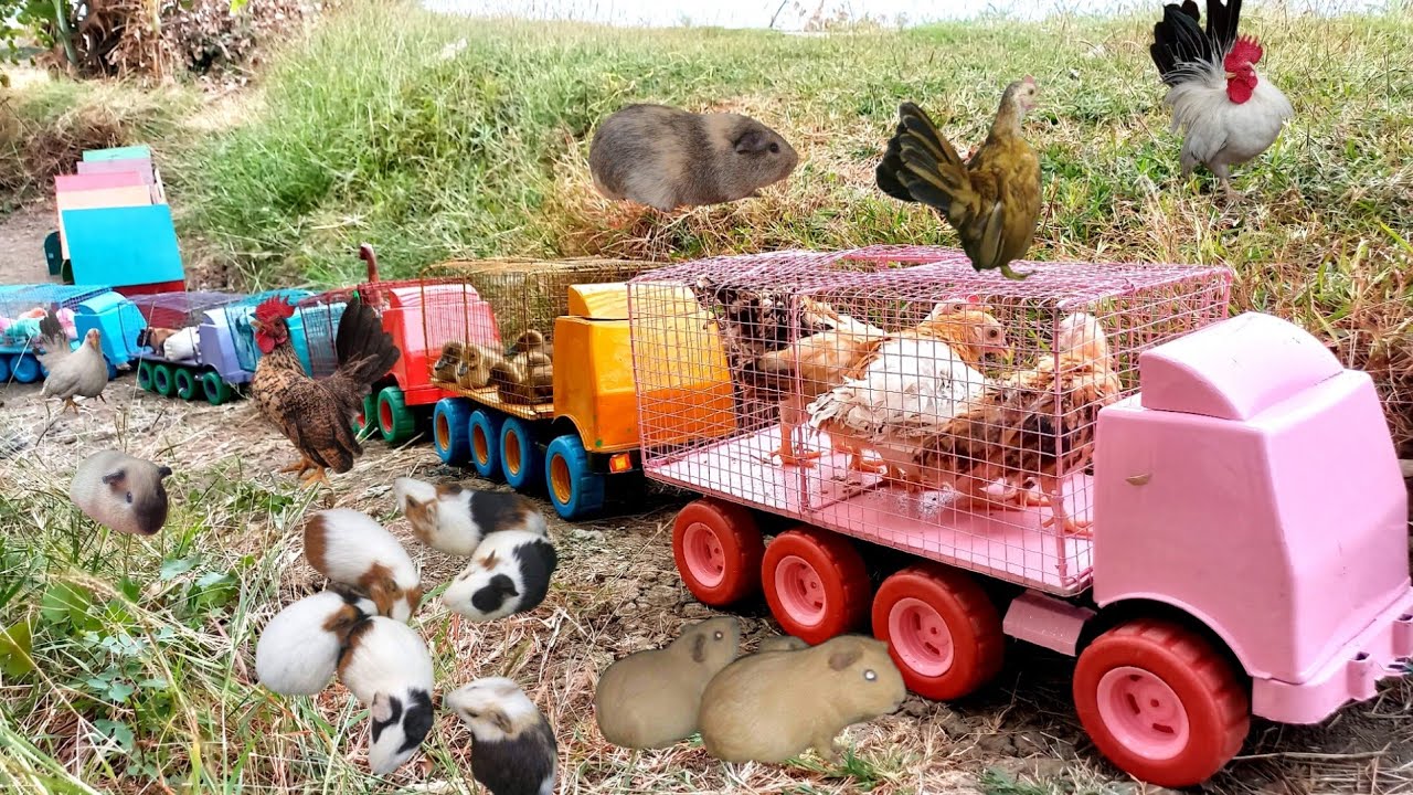 Wadidawww ,,,,, Truk Gandeng Angkut  Bebek, Sapi Belang, Sapi Warna, Marmut, Ayam Warna Warni