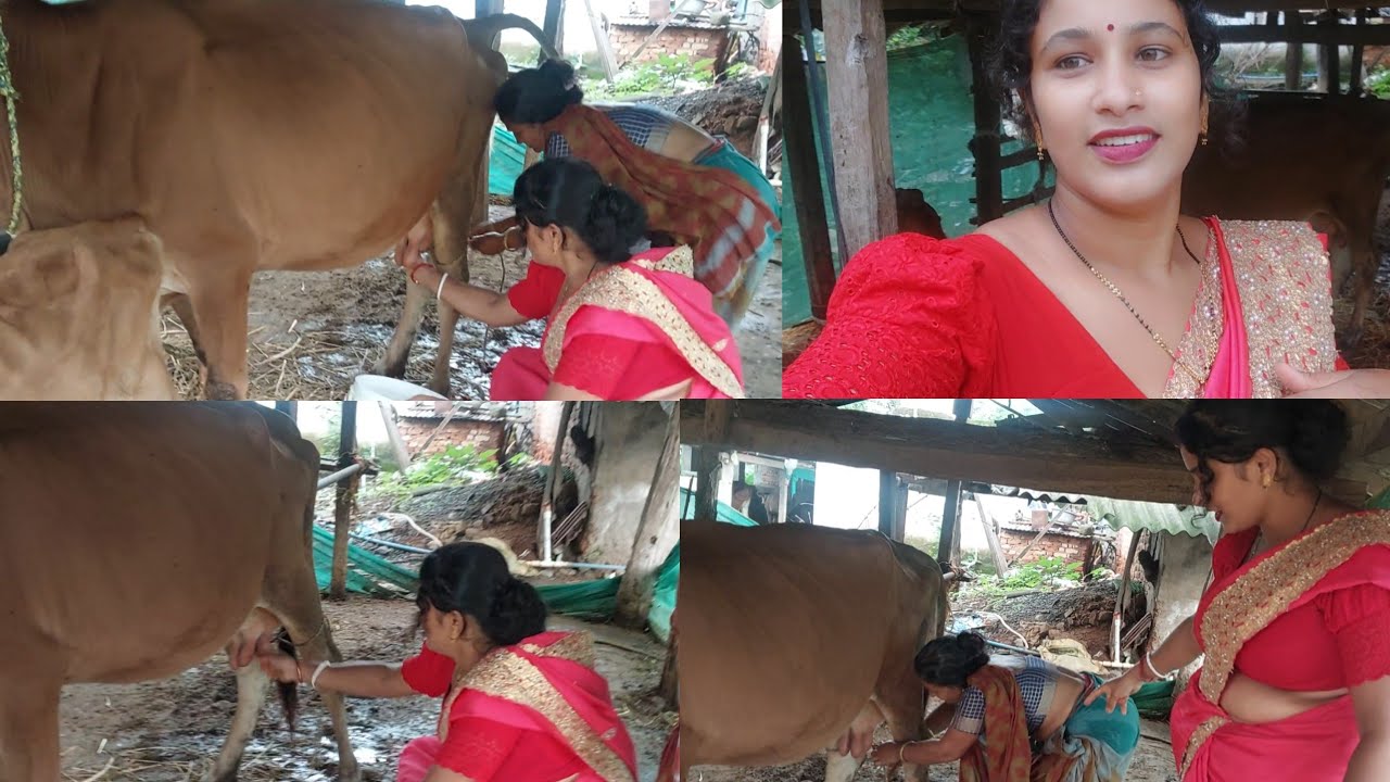 Dustu gai dud ki kare doate hai ?🐄🥛#cow milkig #Kalyani vlogs