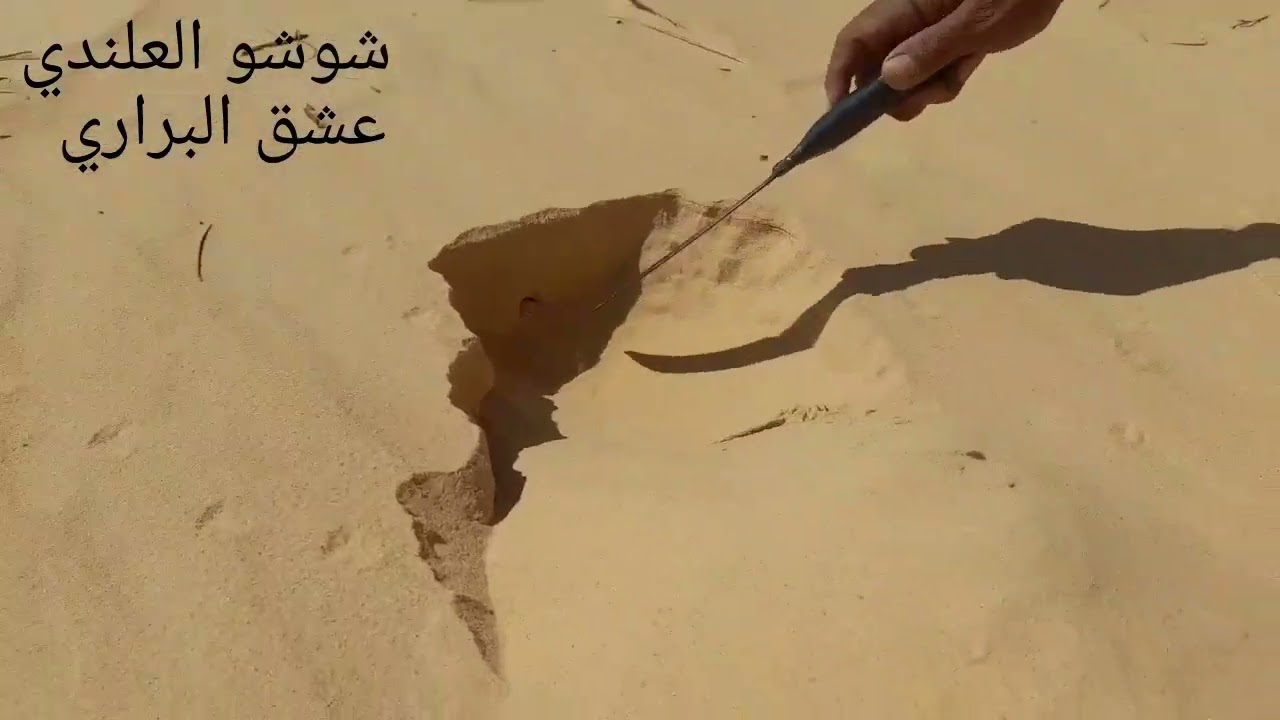 شاهد طريقة حفر العقرب جحرها واختفاها تحت الرمل وتم اخراجها  من خبير الصحراء شوشو العلندي