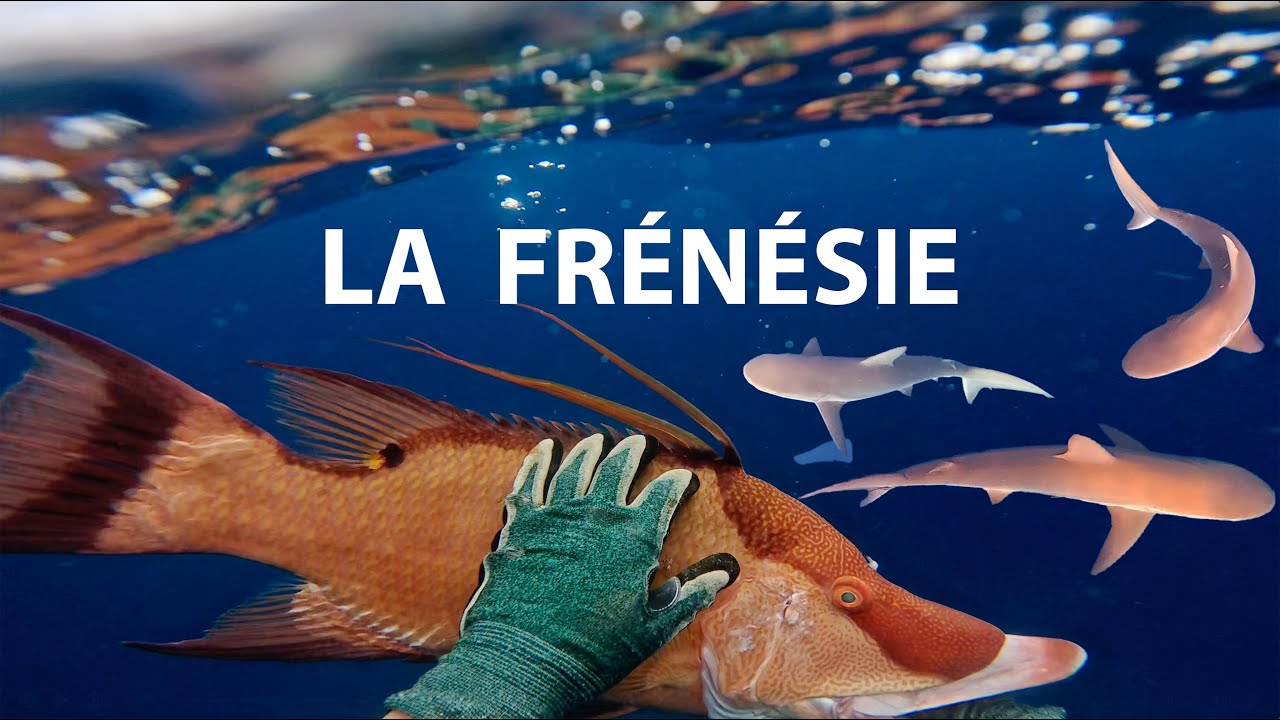 Chasse sous-marine QUI TOURNE MAL – Poissons et Langoustes ÉNORMES !