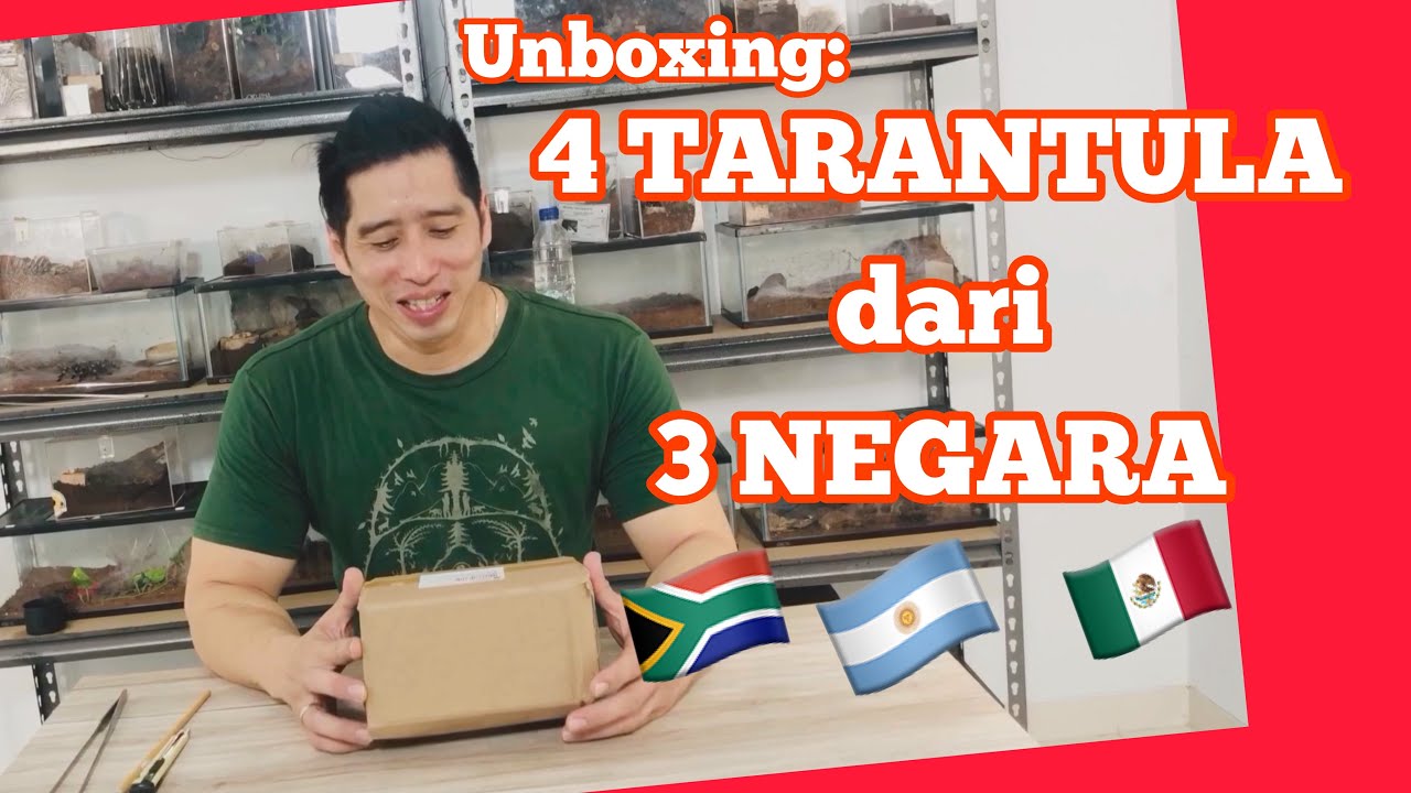 Unboxing tarantula heteroscodra maculata sling dan 3 tarantula sling dengan harga terjangkau