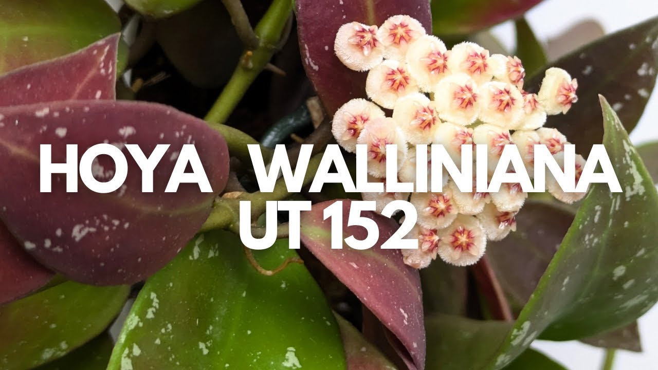Hoya walliniana UT 152 | Esta Hoya se estresa super bonita