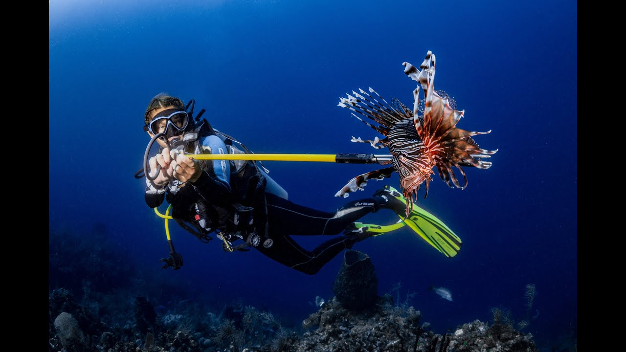 Help save the reef by removing invasive species!