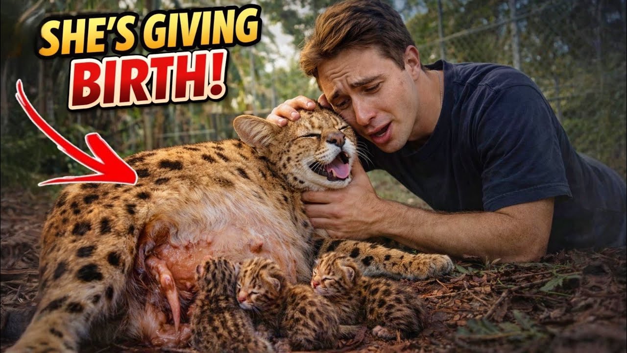 My AFRICAN WILDCAT FINALLY GAVE BIRTH!!