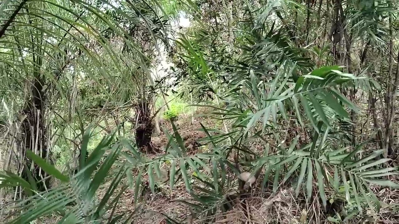 PALMA DE COROZO, DE LATA, UVITA (BACTRIS GUINEENSIS), RESERVA NATURAL LOS GUAIMAROS