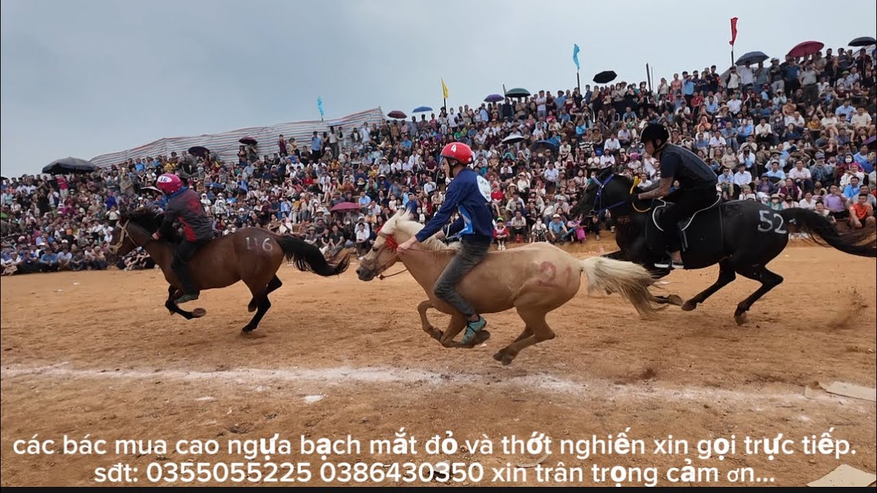 kịch tính giải đua ngựa.quá nguy hiểm tai nạn kinh hoàng giữa cuộc đua hai ngựa gãy chân.@GÁIBẢN 