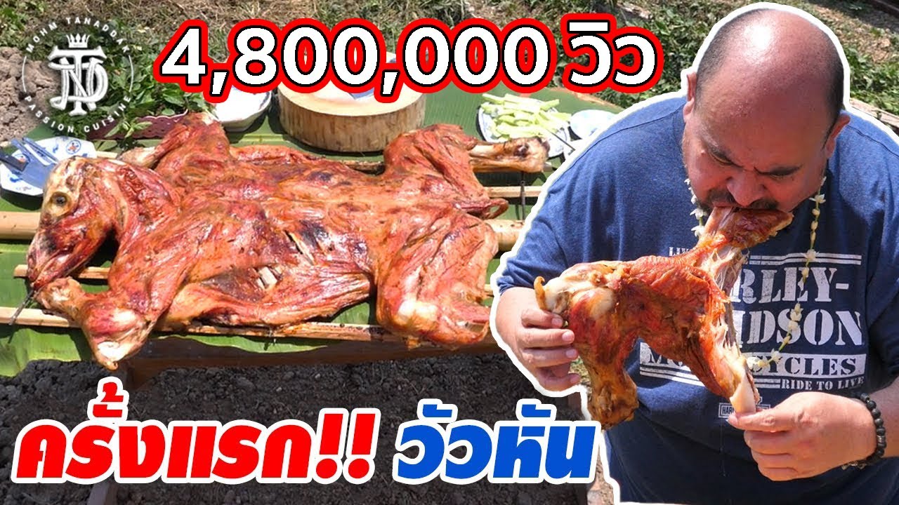 ครั้งแรก!! วัวหัน