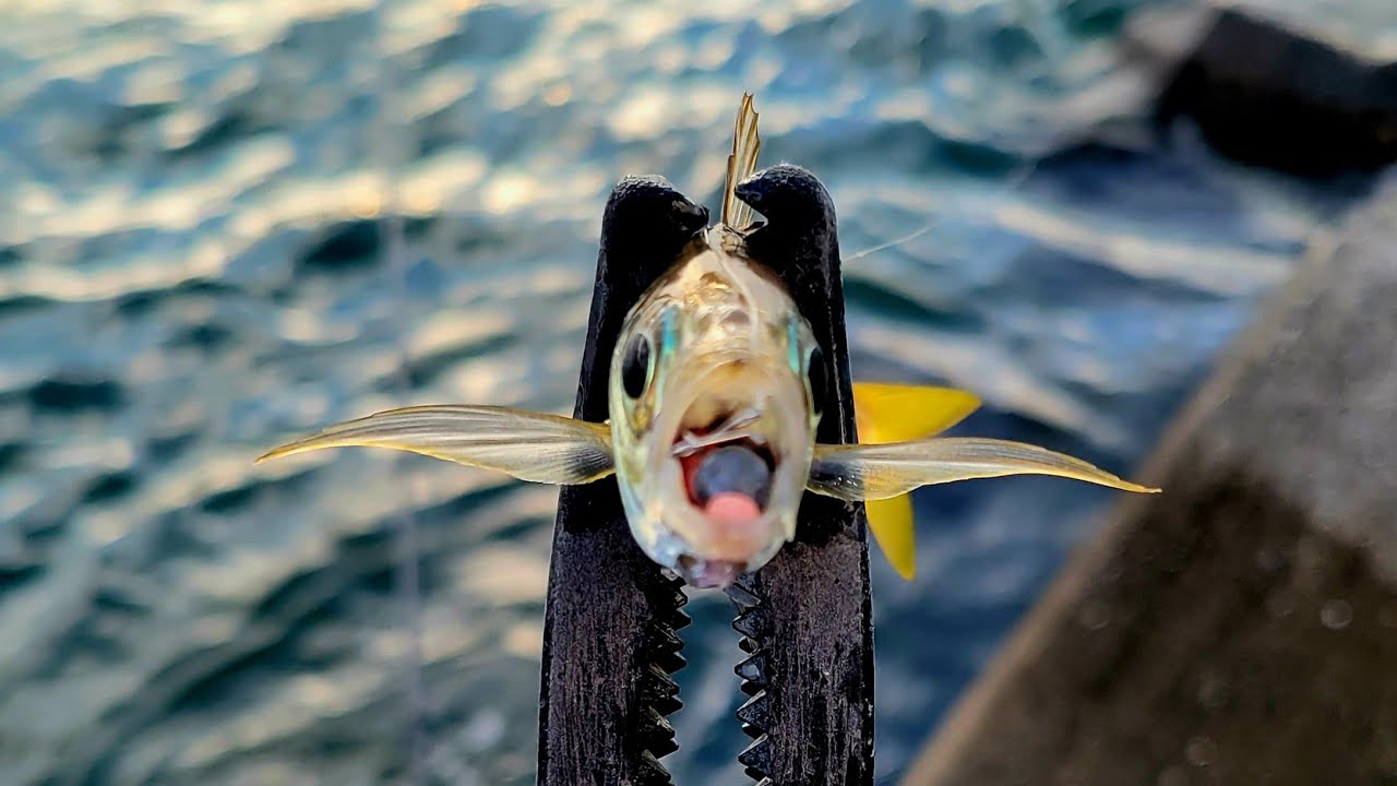 【アジング】大アジが釣れてるだと！前日に釣りポイントに入るも車中泊あるあるで…