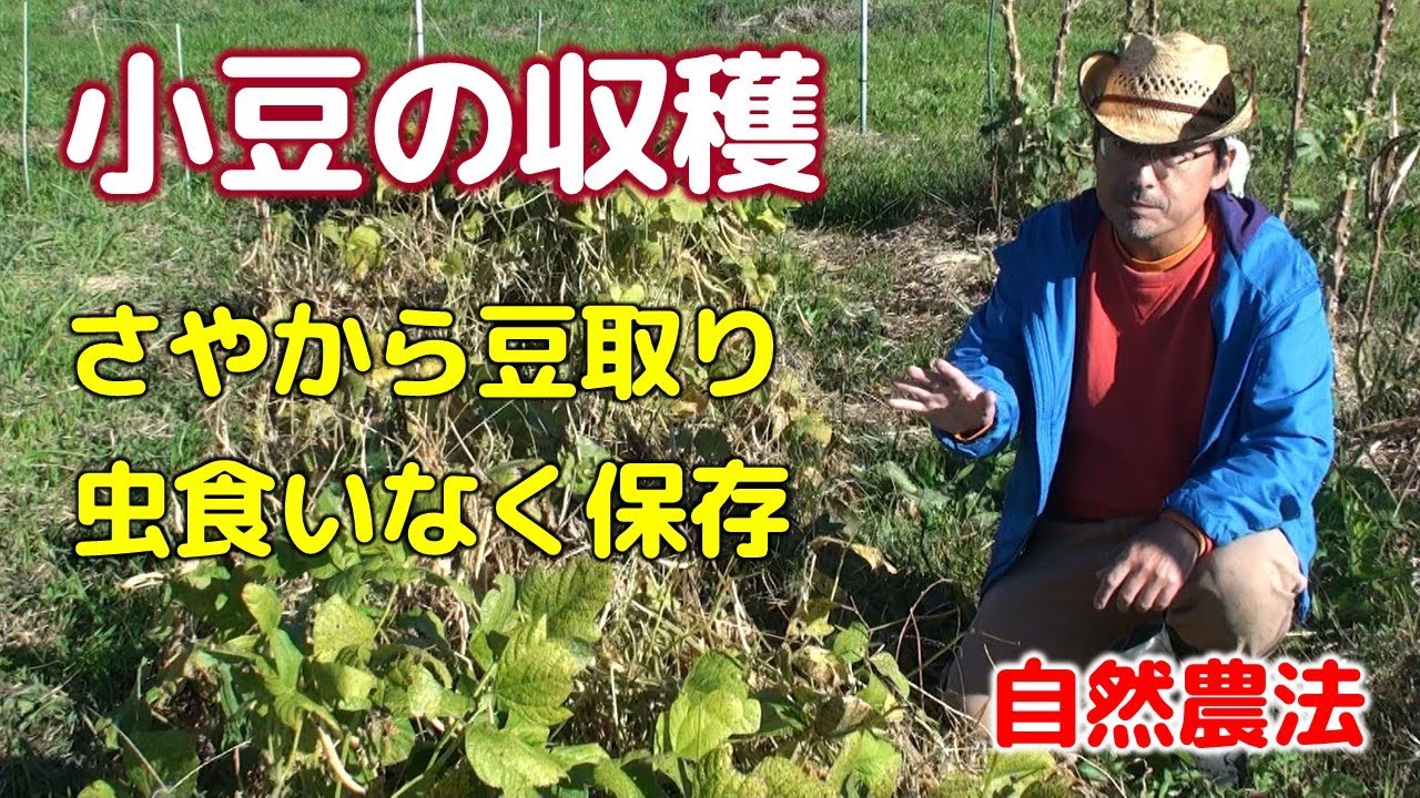 小豆の収穫　収穫・さやから豆取り・虫食いなく保存　＜実践自然農法教室＞
