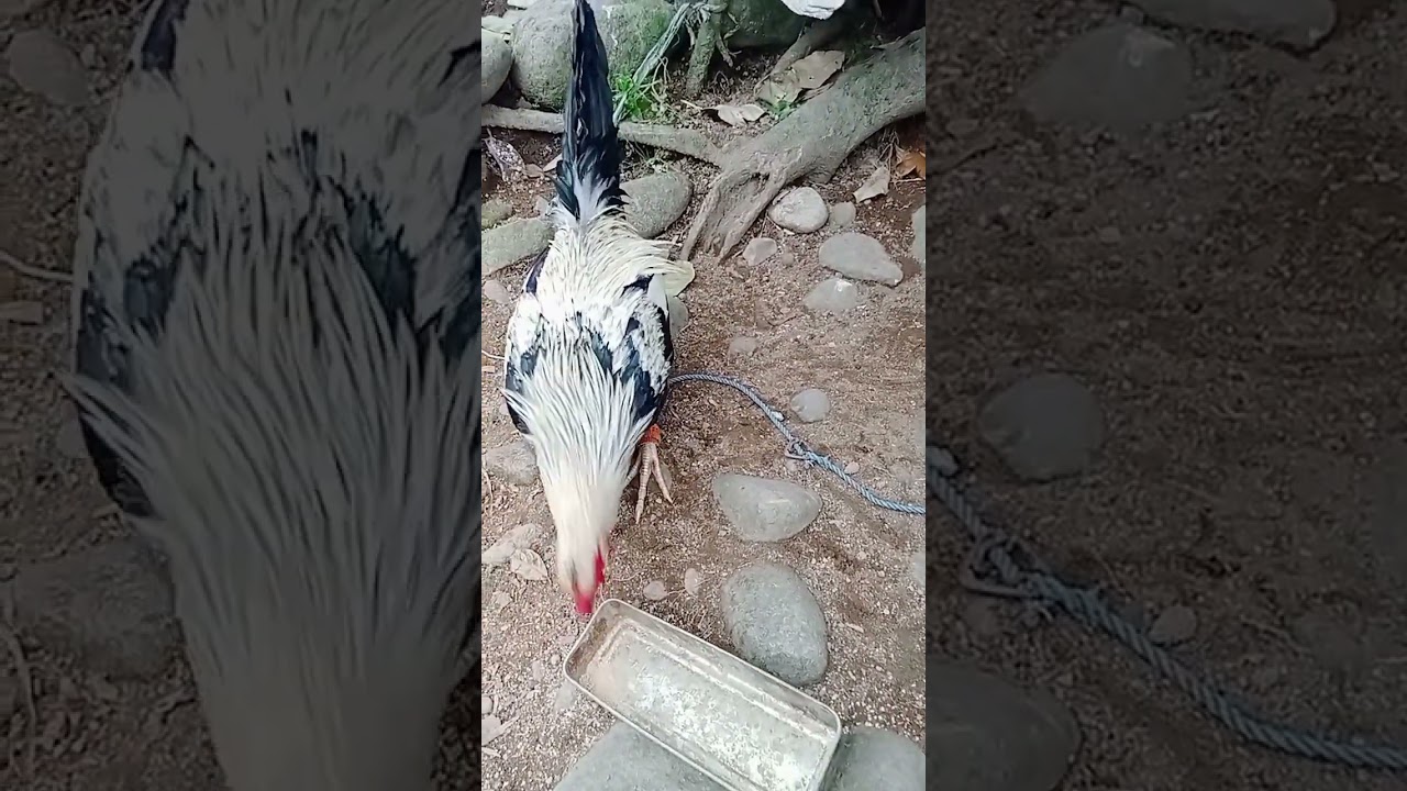 Mao nalang ni akung laki nga manok gikawat man