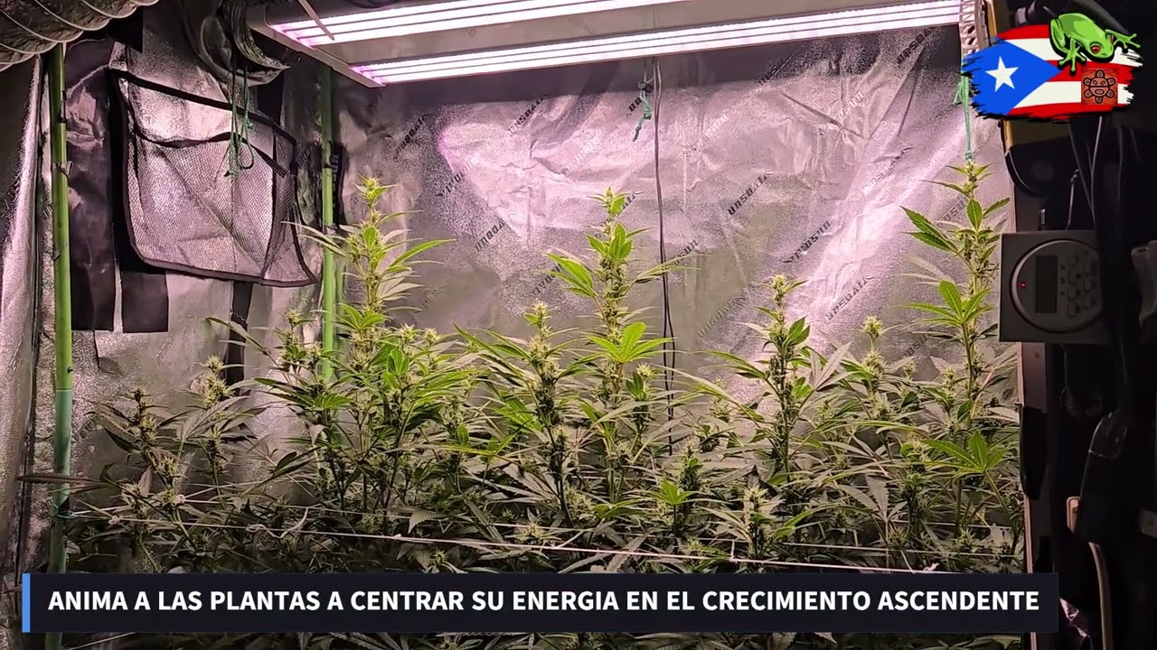 Aeroponico scrog vs sog