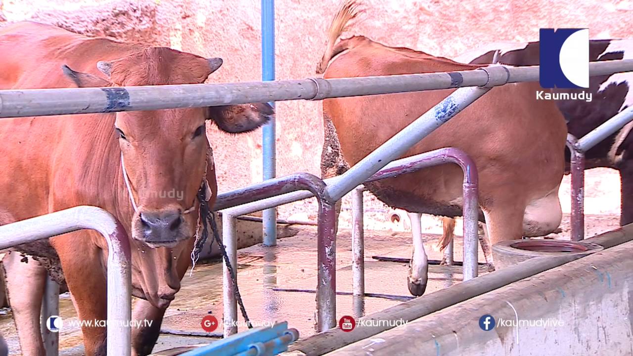 To Build a Small scale Cattle - Pig Farm with Success Stories | Haritham Sundaram 29-07-2016