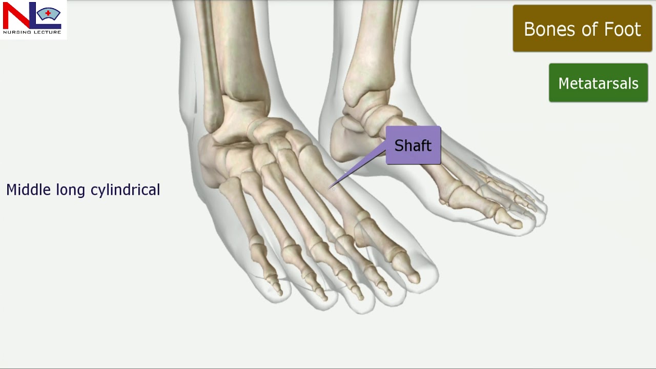 Bones and Arches of the Foot In Hindi | Lower Limb | Skeletal System | Nursing lecture