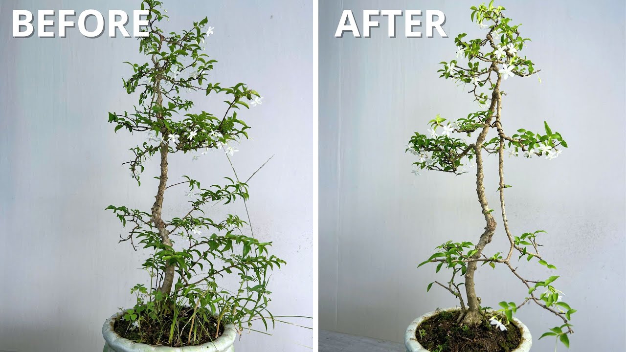 Shaping a Hanging Bonsai | How I Trained a Tree to Fall Gracefully
