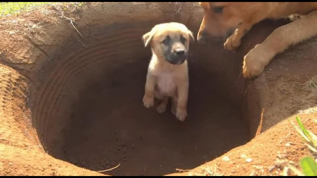 The power of maternal love: A brave dog rescues her puppy from a deep hole! ✨🐕