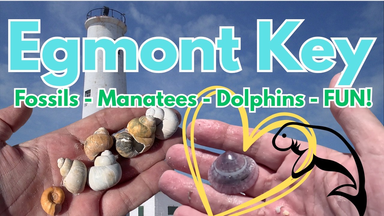 EGMONT KEY:  Fossils, Lighthouse, Manatees, & AWESOME SHELLS!