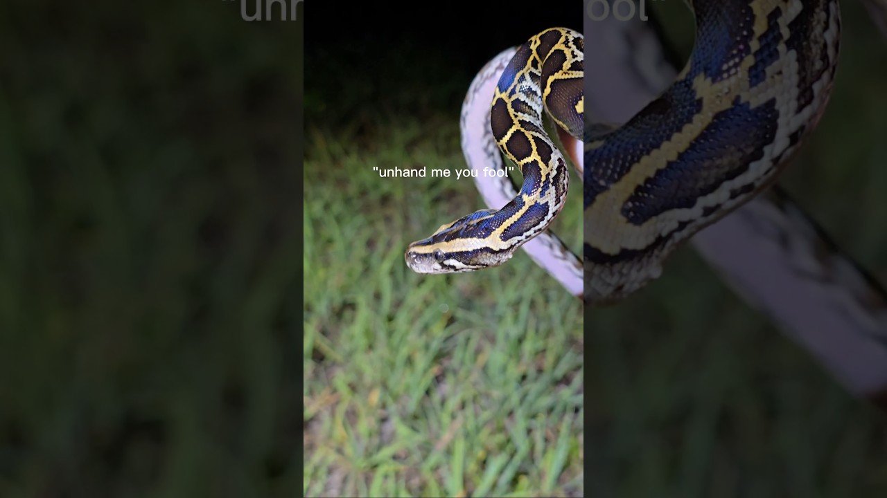Catching wild pythons in the Florida Everglades. #reptiles #venomoussnakes #pets #python