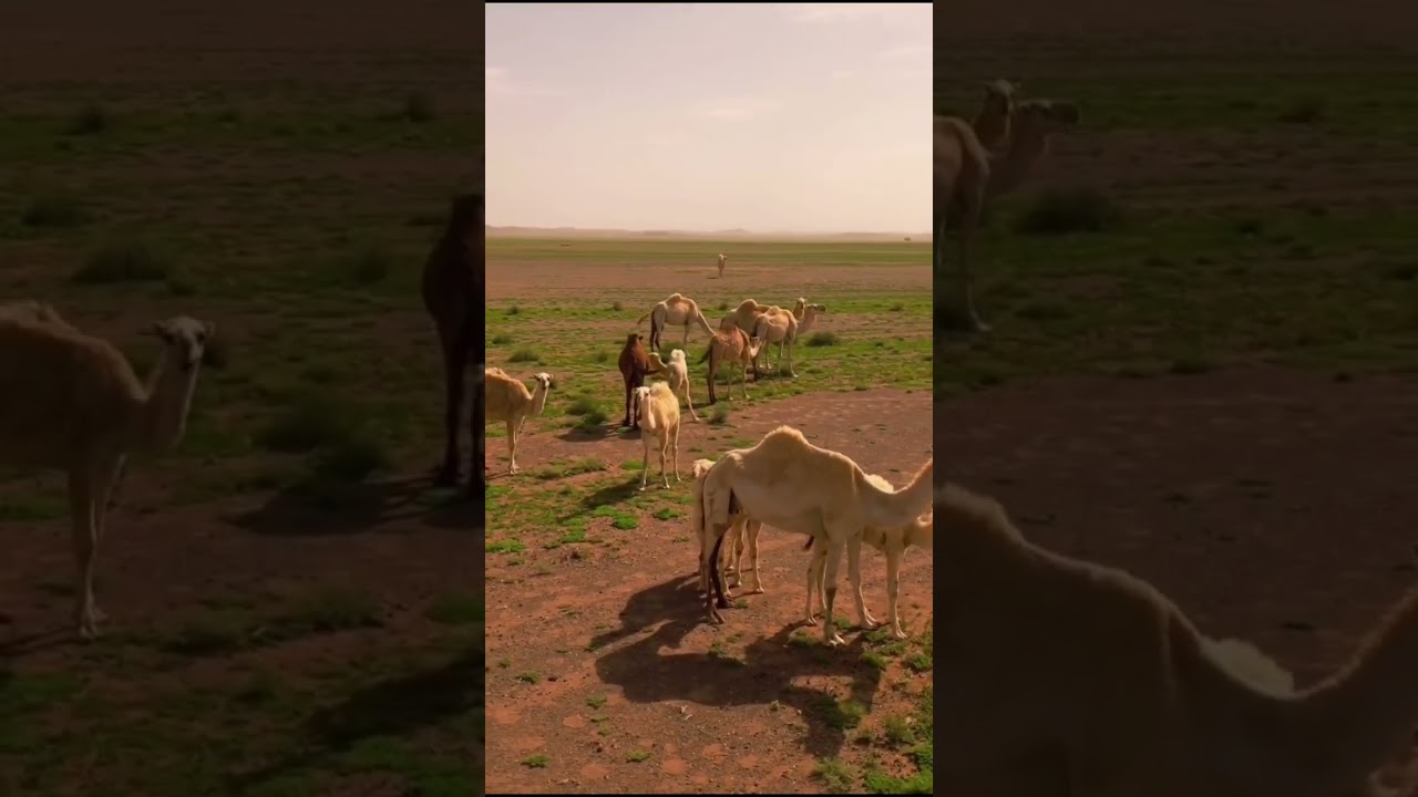تغطية ربيع عرجاء بتاريخ ١٤٤٤/١٠/١٥هـ ابل منير مفرح بن صمعون العرعري تصوير الجوي عبدالله علي وسم نجد