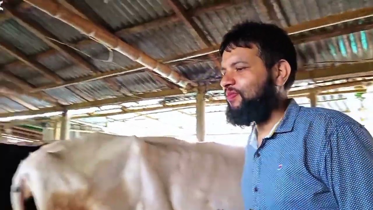 অবিশ্বাস্য পুনর্জন্ম! যে গরুর বাঁচারই কথা ছিল না,সে এখন দুধ দিচ্ছে ও বাচ্চা দিয়েছে!মোঃ মমিনুল ইসলাম