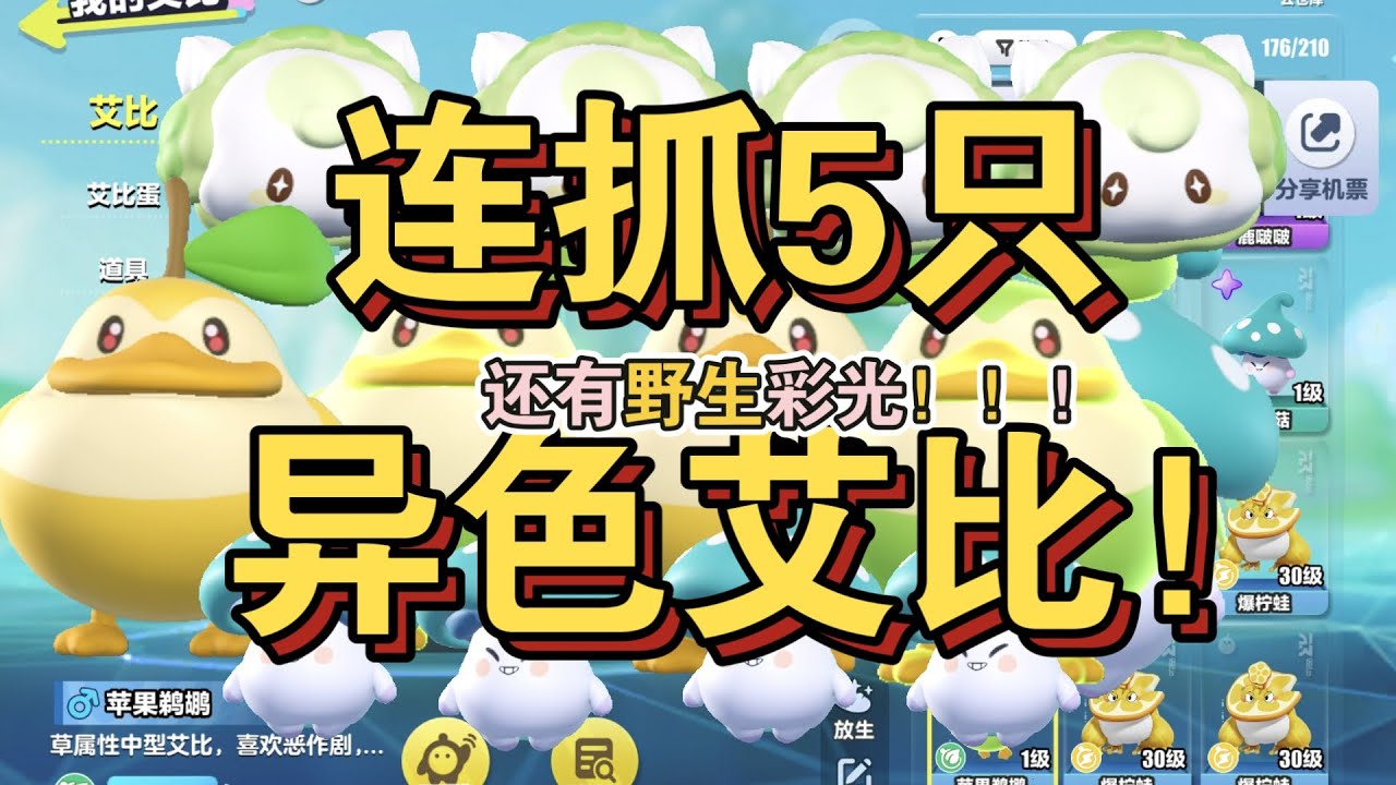 连抓5只异色艾比！还有野生彩光！！！