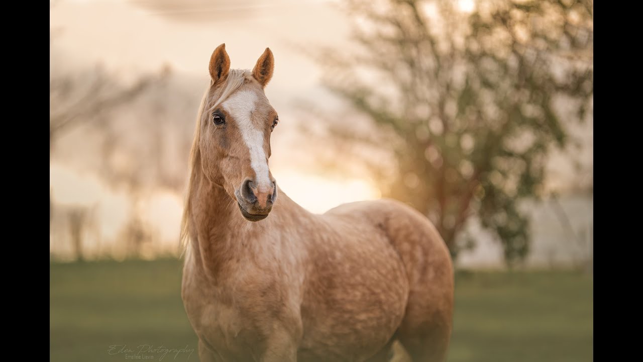 Cheval | Vidéo cinématographique