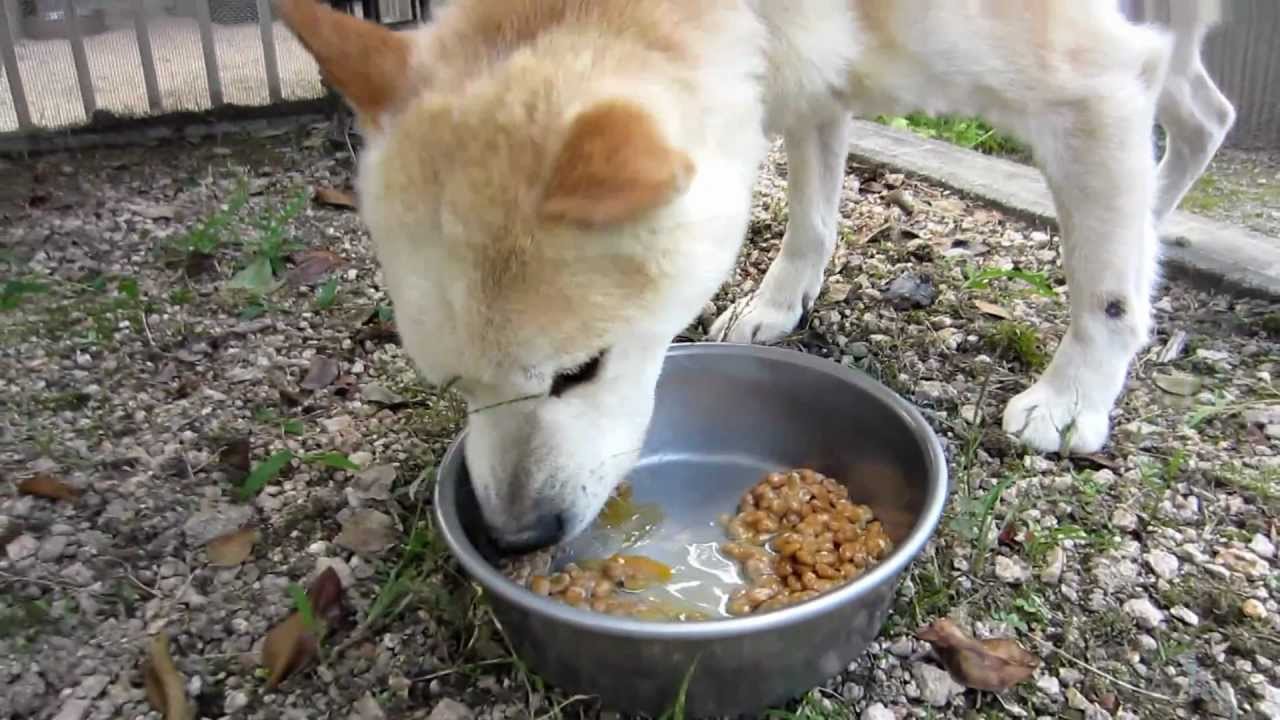 納豆と生卵を食べる山陰柴犬