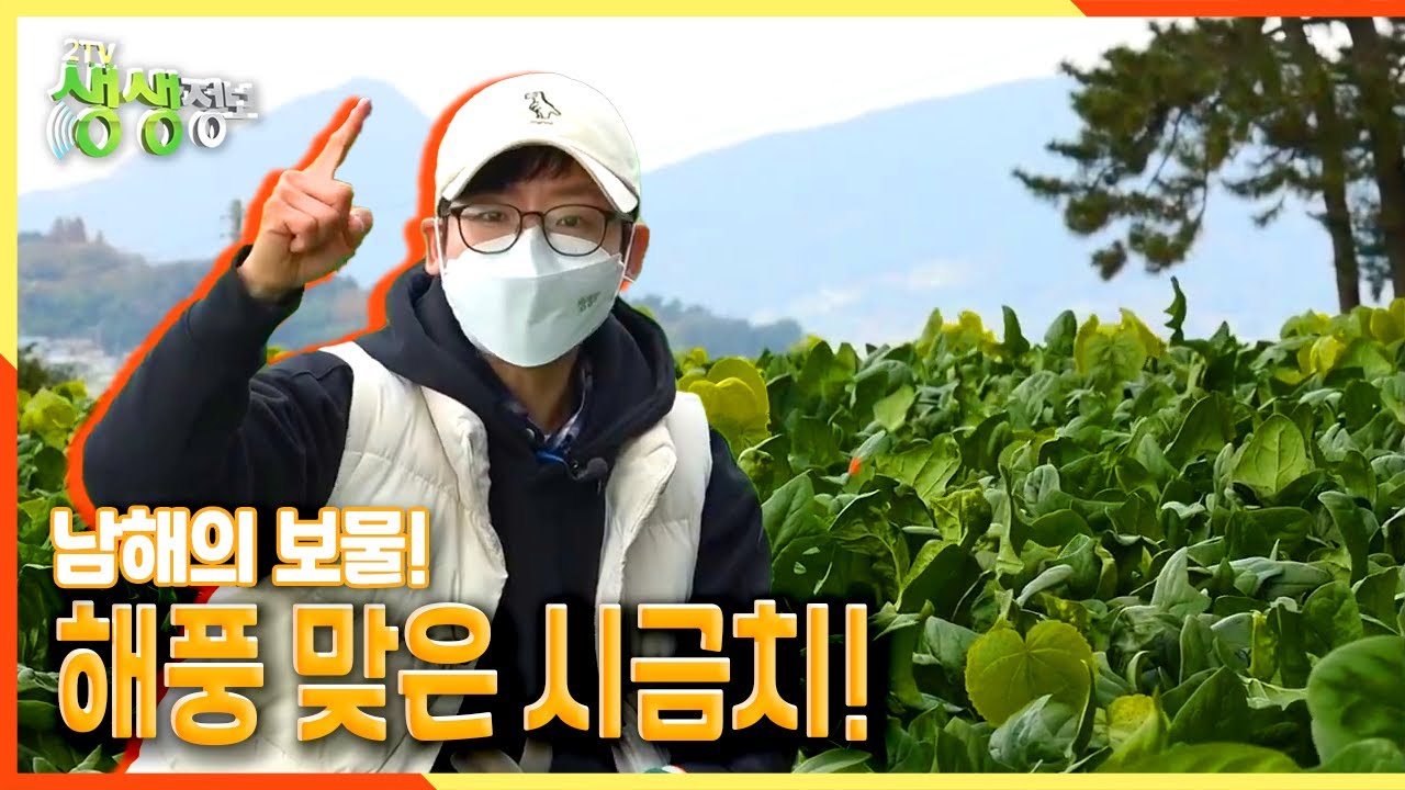 [2TV 생생정보] 남해의 보물! 해풍 맞은 시금치! | KBS 211130 방송