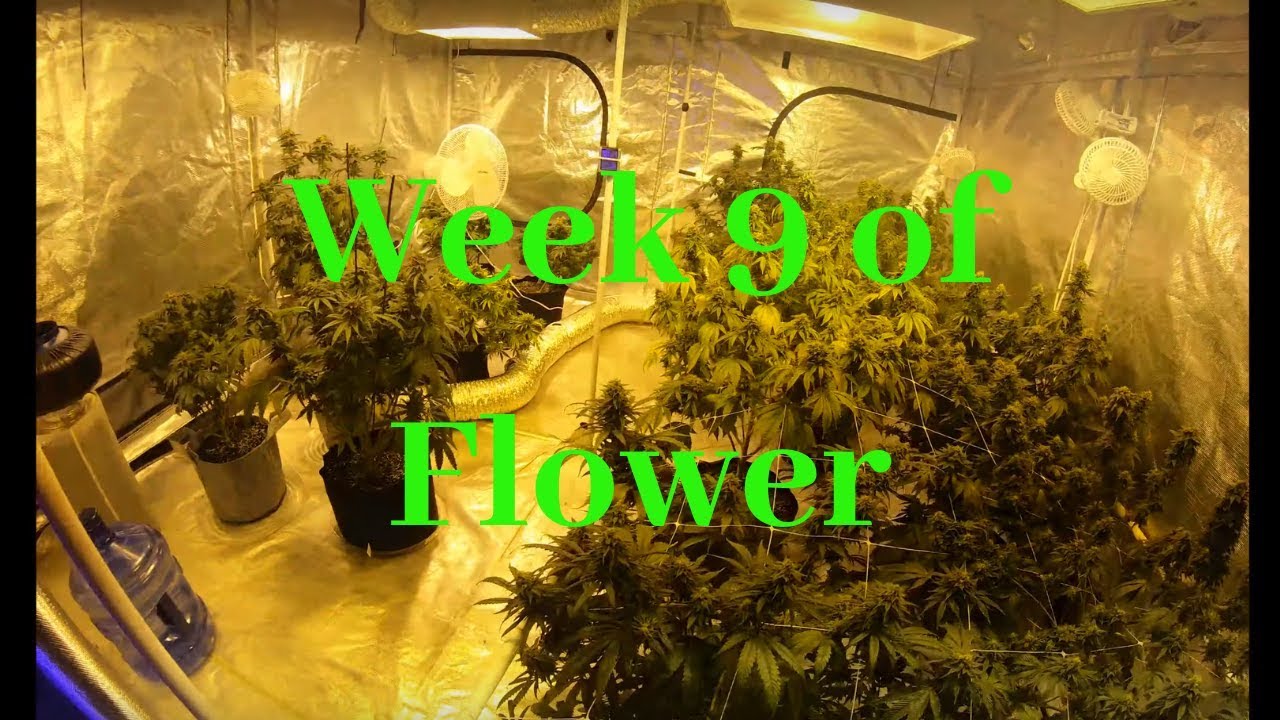 14 Plant Indoor Grow 10x10 Tent Week 9 of Flower