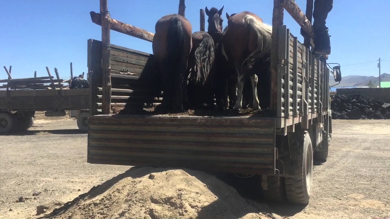 Unloading horses from truck - Mongolia 2015