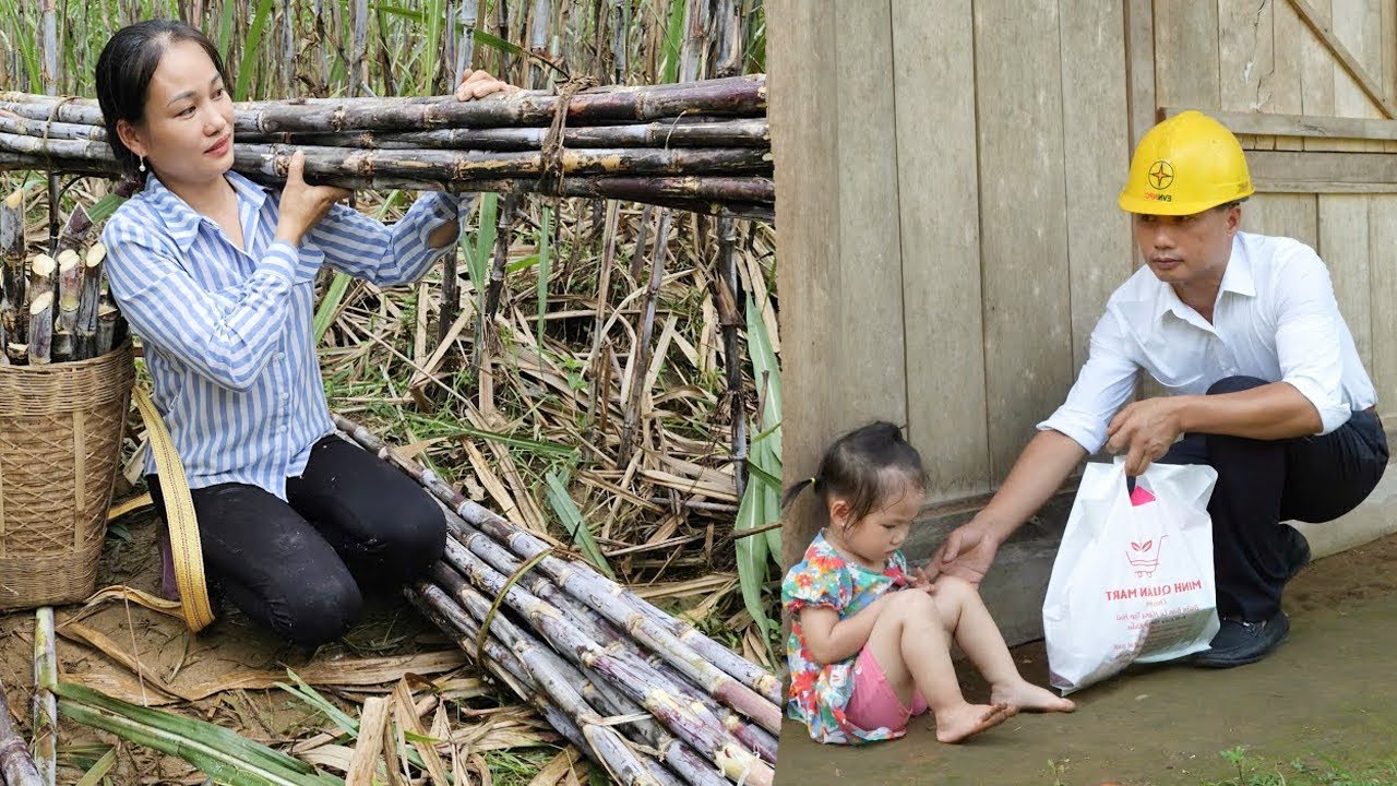 Harvesting sugarcane in the garden - Molasses making process - making candy from sugarcane | Phuc An