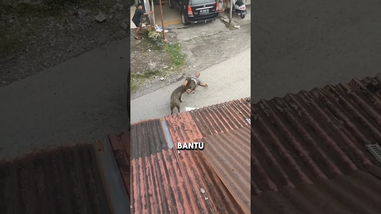 Babi Hutan
