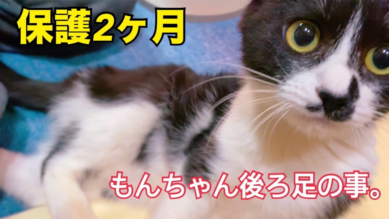 保護猫もんちゃんの状態