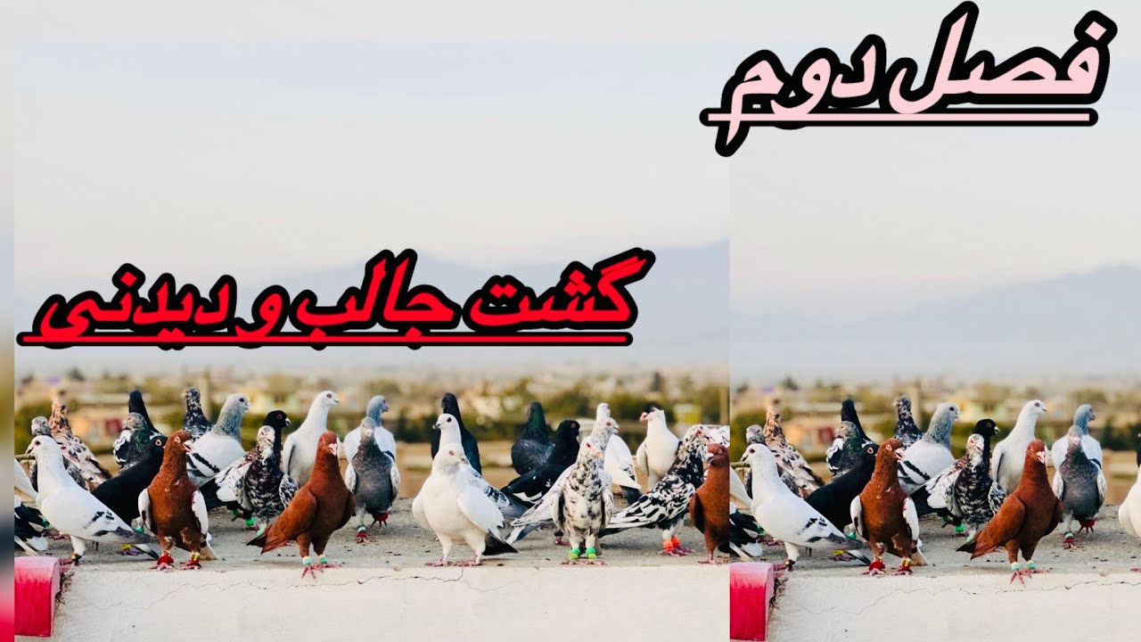  فصل دوم «شوق رومان‌ جان»پارت اول – گشت عالی شوقِ کفتر 🕊️