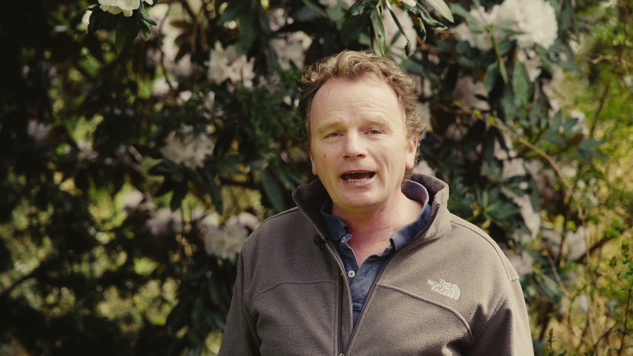 Rhododendron Tales from Kilmacurragh: Rooted in the Past