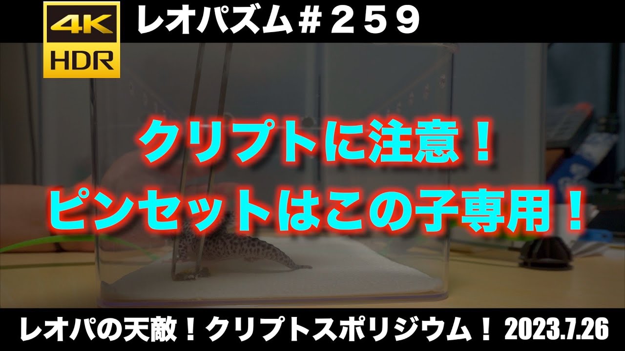 レオパの天敵！クリプトスポリジウム！2023.7.26【レオパ専用チャンネル！】〜レオパズム  by  SHIGE〜No.259