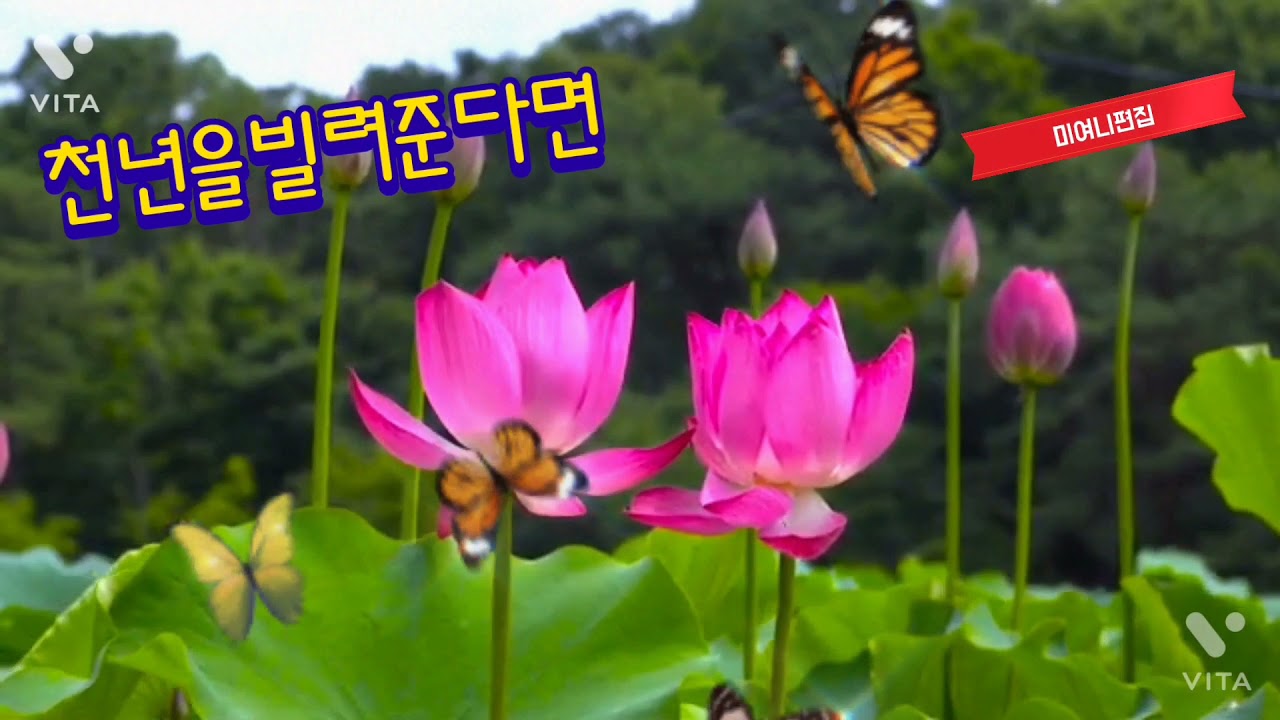 가수'박''진'석'천년을빌려준다면(3)번연속듣기