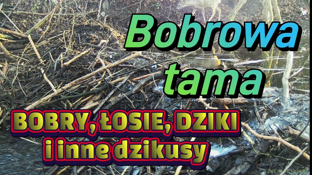 Bobry budują tamę - fotopułapka 