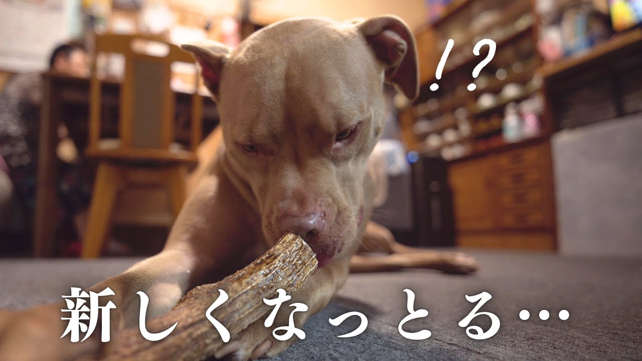 【ASMR】玩具と鹿の角を新調して貰い、豪華なご飯でご機嫌…でもお散歩は行きたくないピットブルのデイジー。