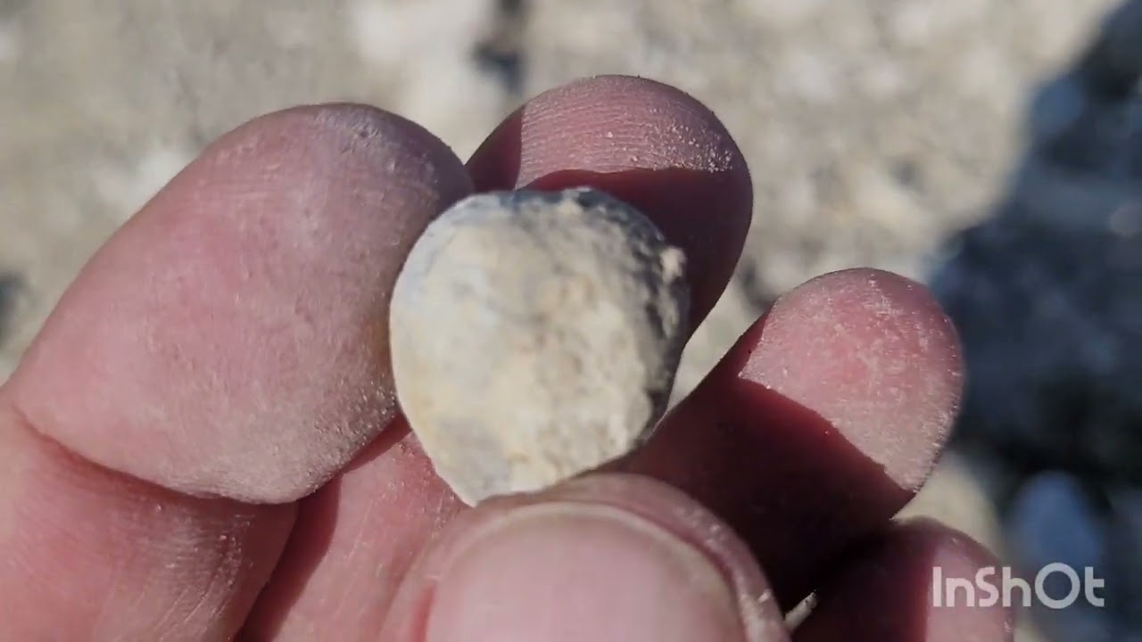 Texas Fossil Hunting - 90 Plus Fossils