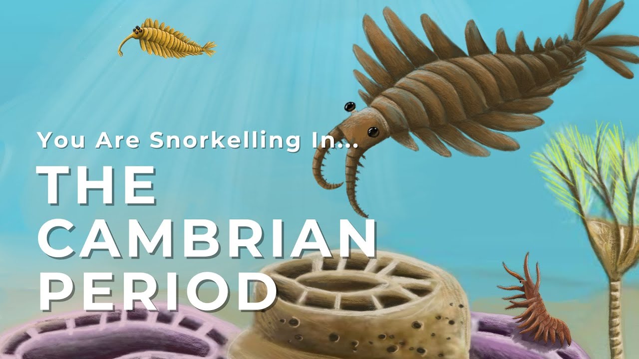 You Are Snorkelling In The Cambrian Period