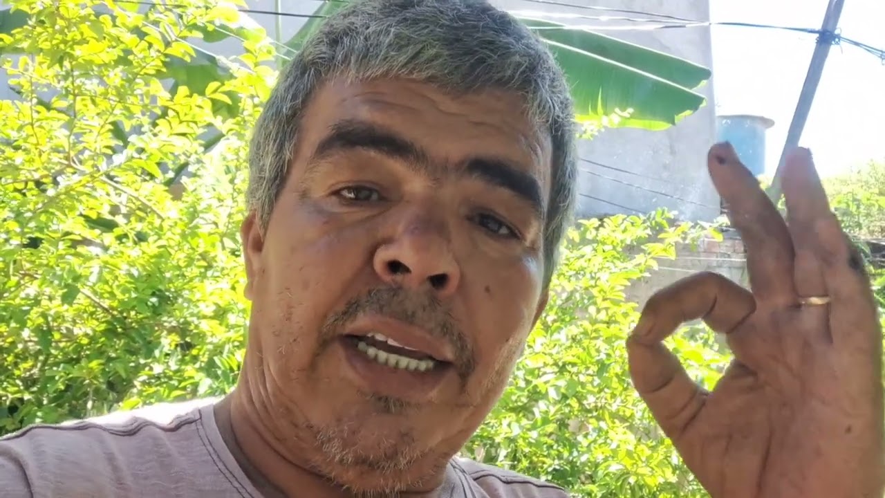 Como Adubar a Pinha para Florir Muito R&aacute;pido passo a passo completo