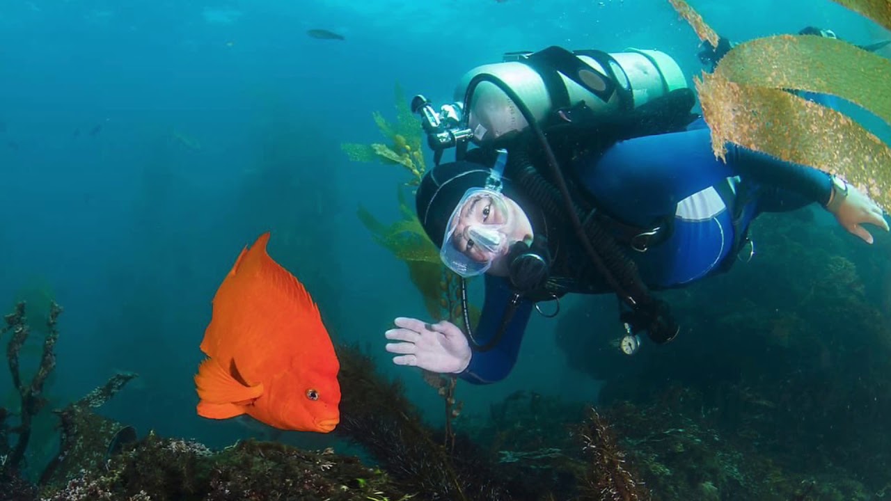 The Orange Fish (Garibaldi)
