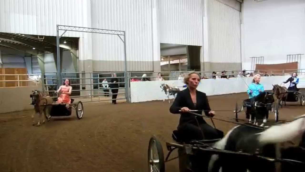 Mini Horses AMHA Championship - Country Pleasure Driving !