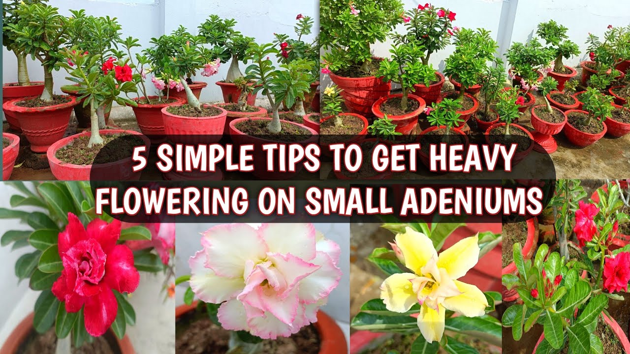 5 SIMPLE TIPS TO GET HEAVY FLOWERING ON SMALL ADENIUMS | SMALL ADENIUMS FLOWERING TIPS 🌸😍