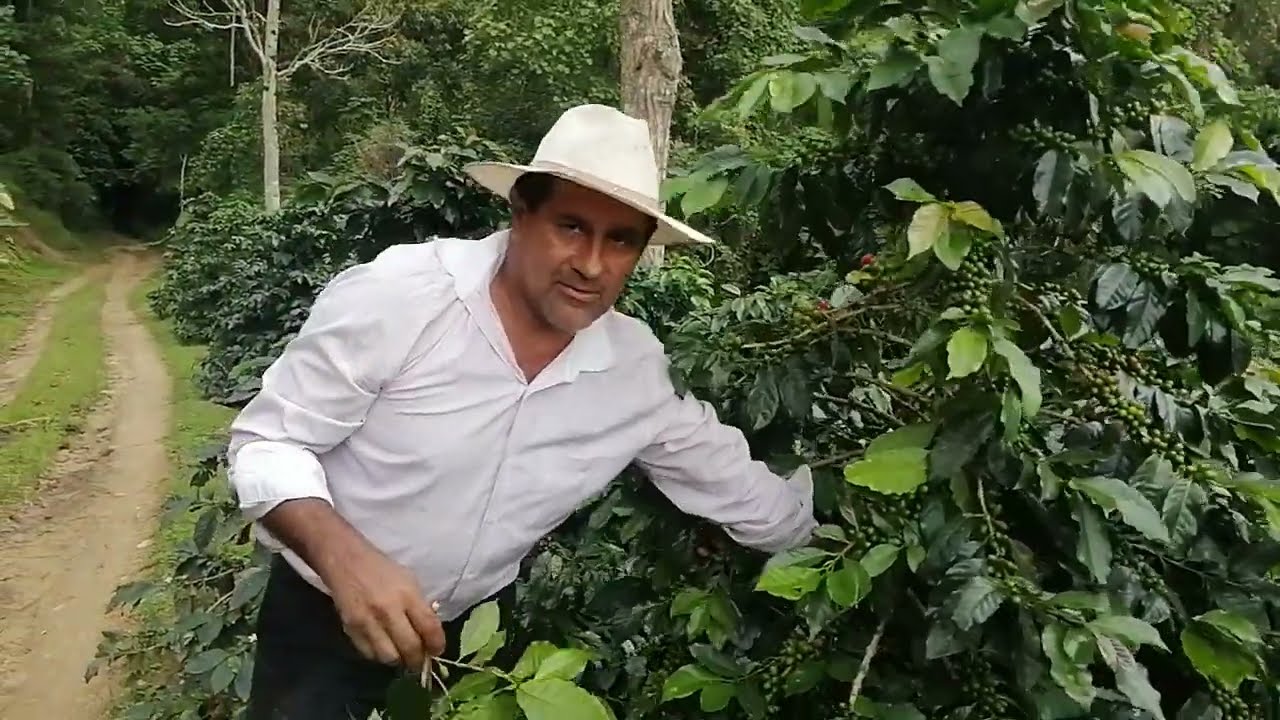 café catimore a 1450 metros a nivel del mar.