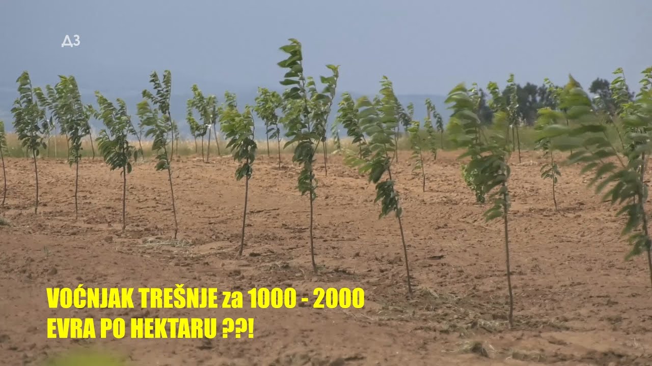 Podizanje - HEKTARA TREŠNJE za 1000-2000 evra -da li je MOGUĆE ?? Vešt mladi voćar i odličan višnjar