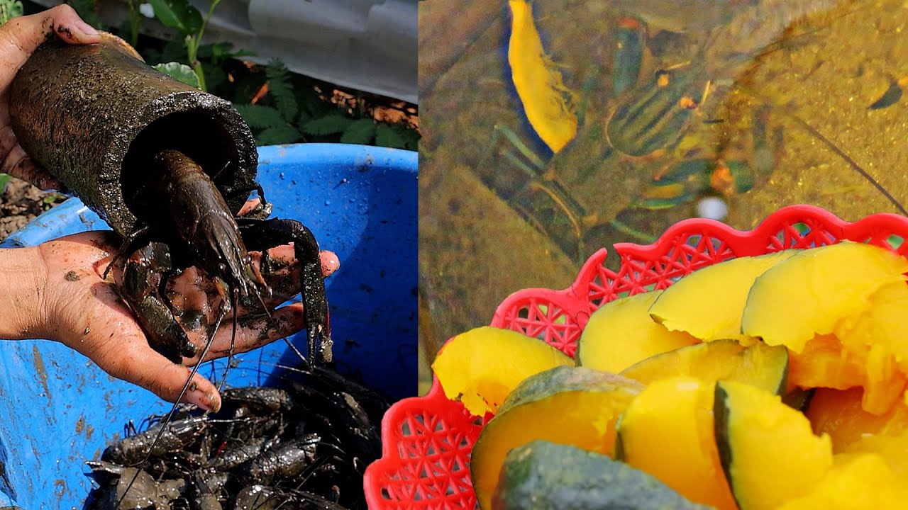 Big Crayfish Eat Pumpkin and fish, Growing Green Onion - Crayfish in a Natural Aquaponics System