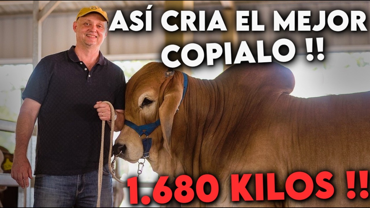 Cómo Empezar en la GANADERÍA sin Dinero y NO DEUDAS (la verdad que nadie te dice) 🐄🔥# #ganadera