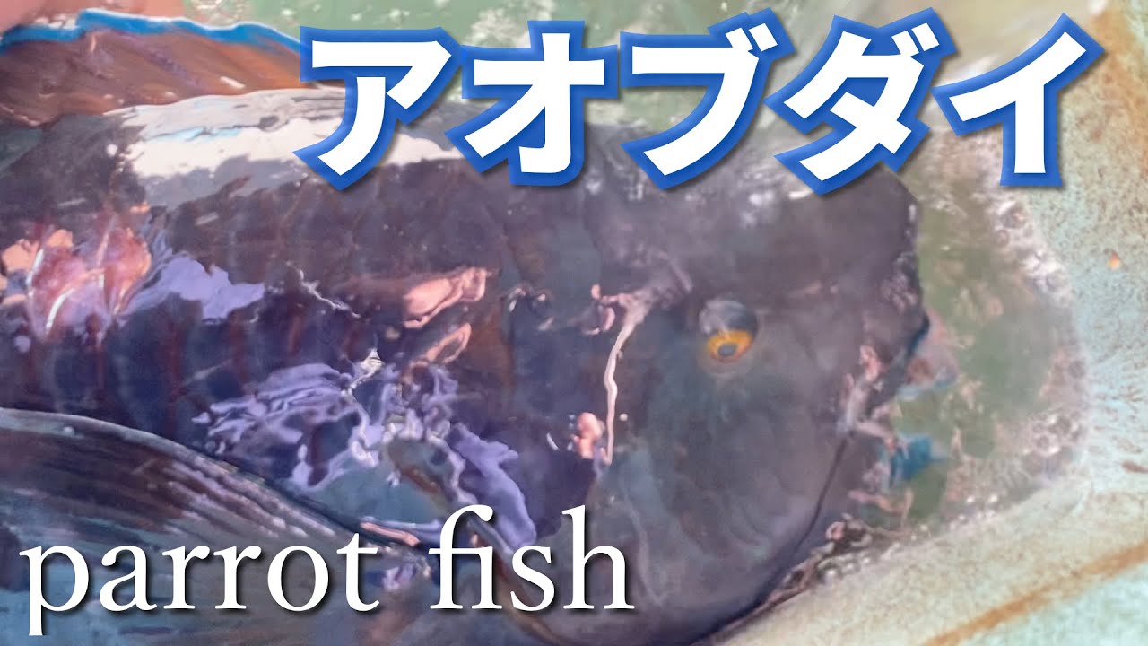【アオブダイ】フグよりも強い毒parrot fish ※ Japanese fish pictorial book市場魚図鑑